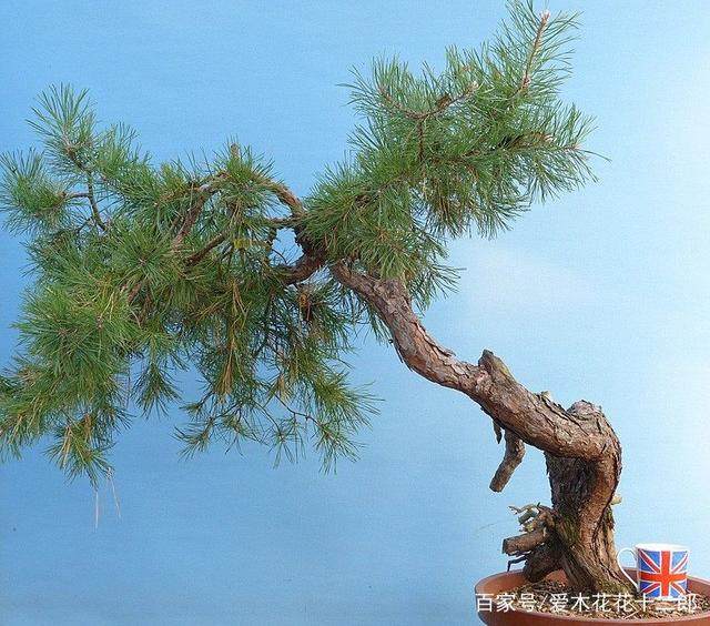 这一组下山桩是英国盆景师Graham挖的