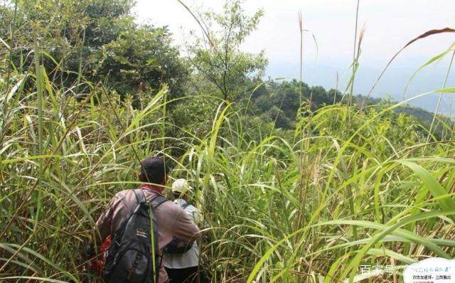 下山桩在一年的养护后 上盆 最好在2月进行