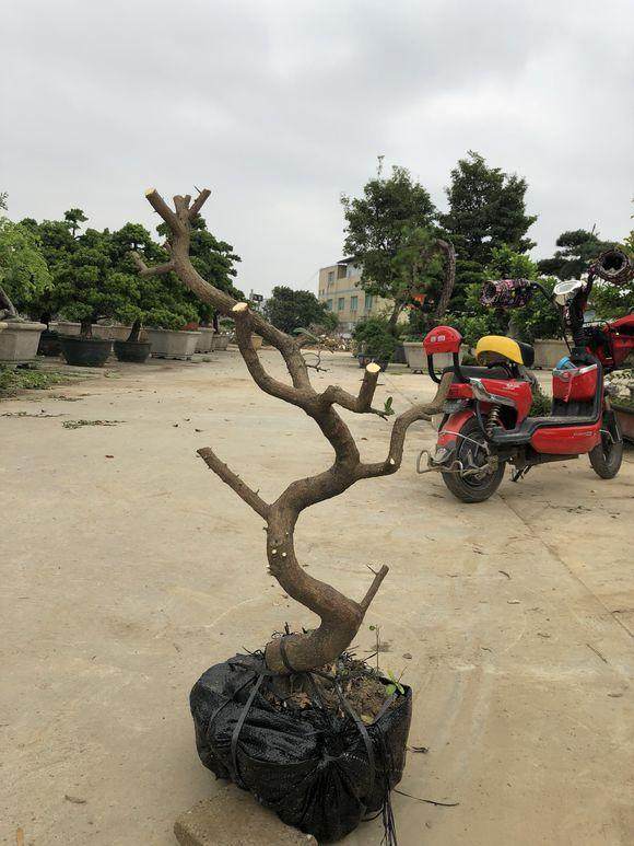 今天李少共挖了5个山桔下山桩 懂行的一起来看下