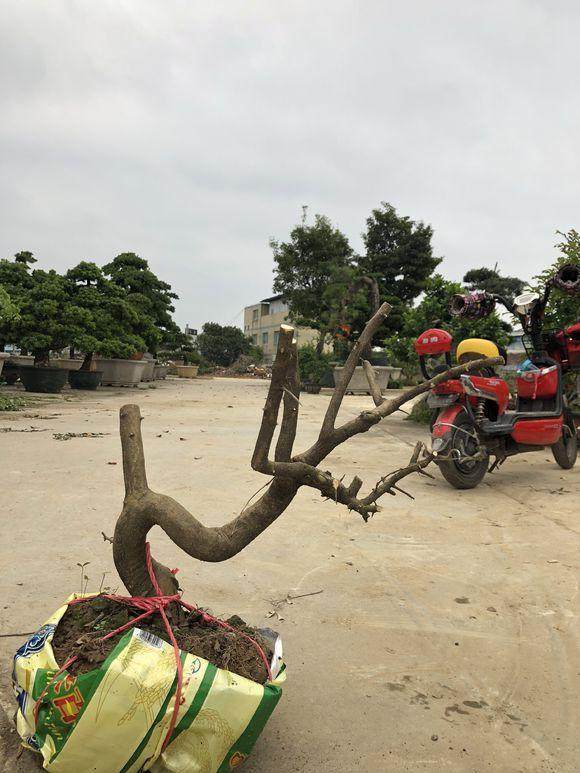 今天李少共挖了5个山桔下山桩 懂行的一起来看下