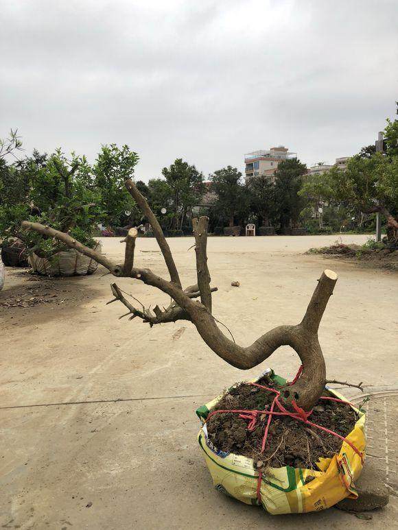 今天李少共挖了5个山桔下山桩 懂行的一起来看下