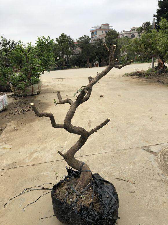 今天李少共挖了5个山桔下山桩 懂行的一起来看下