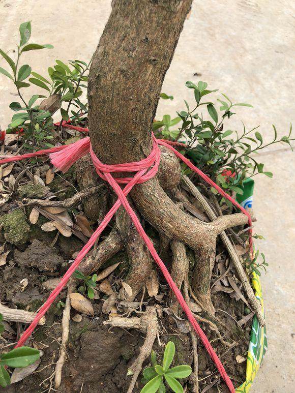 今天李少共挖了5个山桔下山桩 懂行的一起来看下