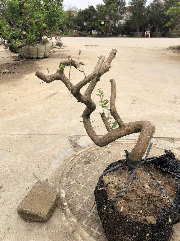 今天李少共挖了5个山桔下山桩 懂行的一起来看下