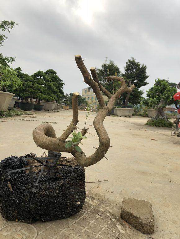 今天李少共挖了5个山桔下山桩 懂行的一起来看下