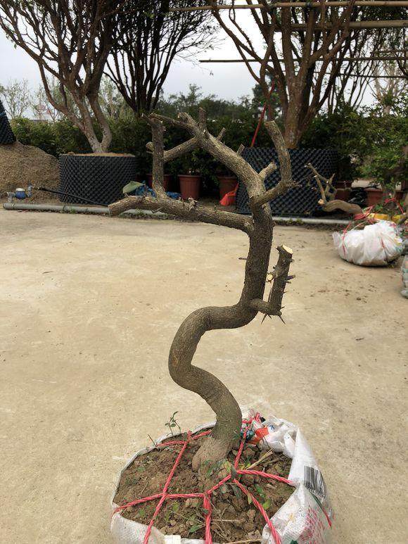 今天李少共挖了5个山桔下山桩 懂行的一起来看下