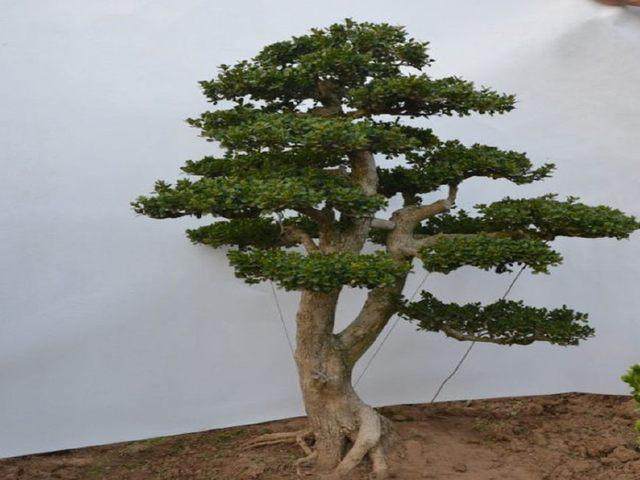 纯沙种植下山桩也不推荐 虽然透气性 但水分流失太快
