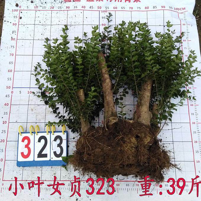 小叶女贞下山桩如何快速成活?