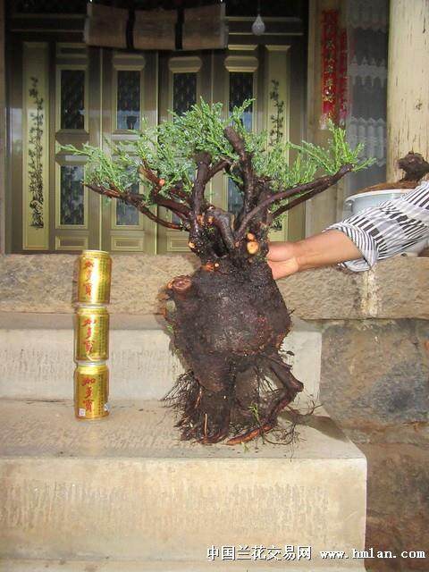 朴树下山桩不发芽 老爸用了这种方法来补救