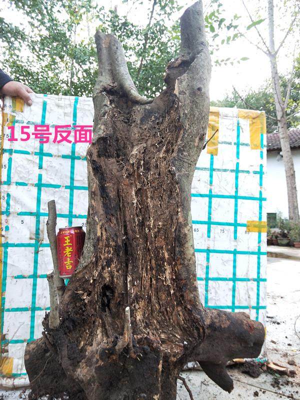 朴树下山桩不发芽 老爸用了这种方法来补救