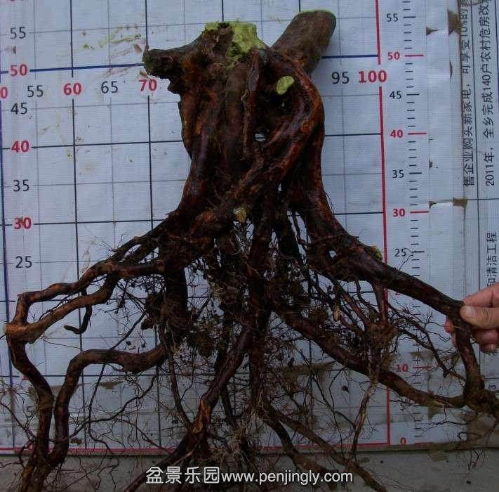 映山红下山桩的4个管理技巧