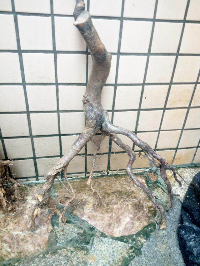 我构思了几个下山桩造型设计图