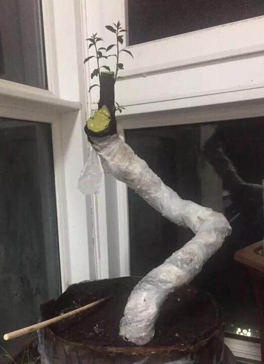 我构思了几个下山桩造型设计图