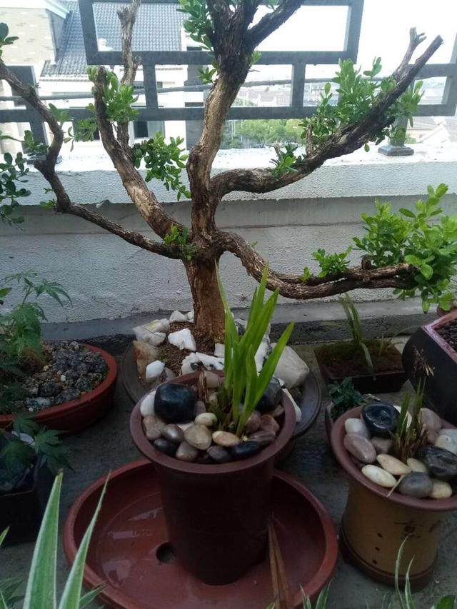 我构思了几个下山桩造型设计图