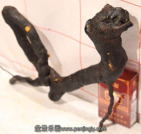 下山桩处理得当 存活率可以达到100%