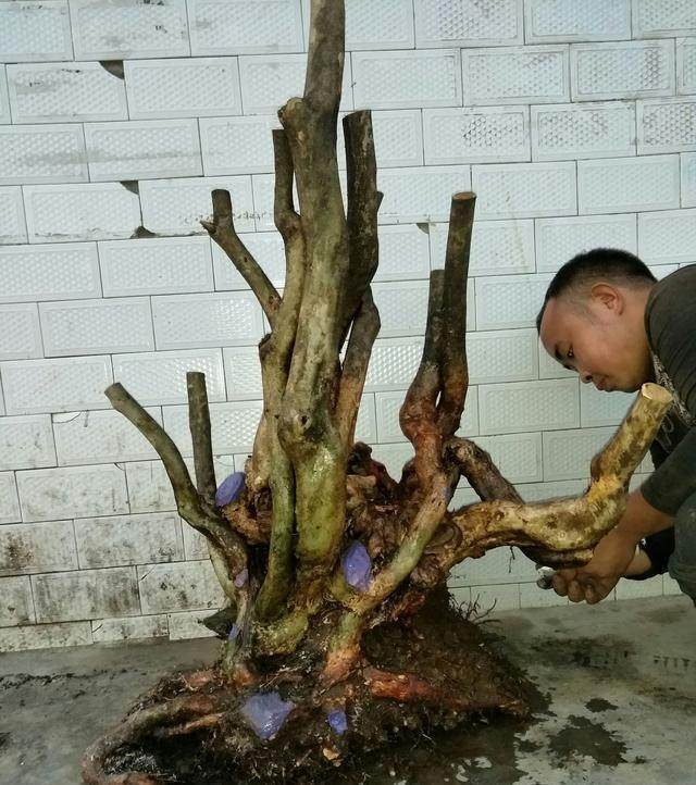 映山红下山桩这样养 养1棵活1棵 成活率100%