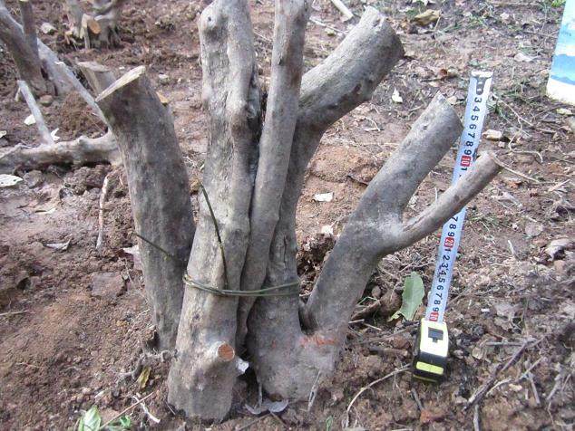 映山红下山桩这样养 养1棵活1棵 成活率100%