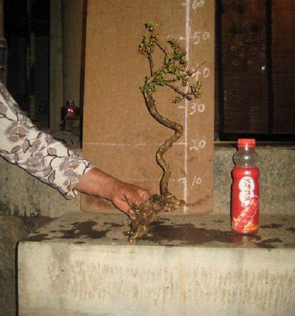 挖回的盆景下山桩假植必须用生根粉吗?