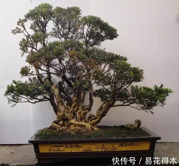 挖回的下山桩 假植时必须用生根粉吗?