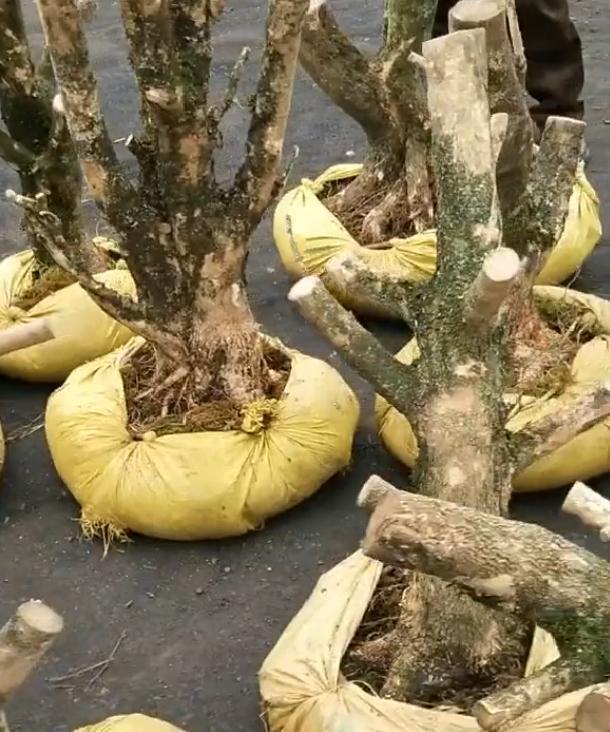 夏天如何才能栽好下山桩盆景？