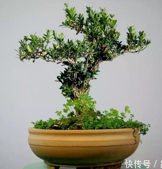 夏天如何才能栽好下山桩盆景？