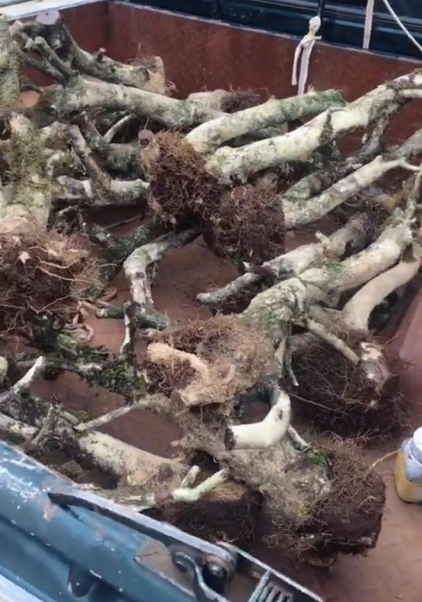 下山桩违法 80元一棵没人要 老板不敢收!