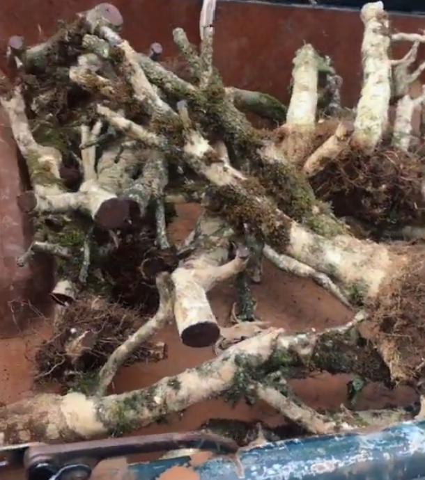 下山桩违法 80元一棵没人要 老板不敢收!