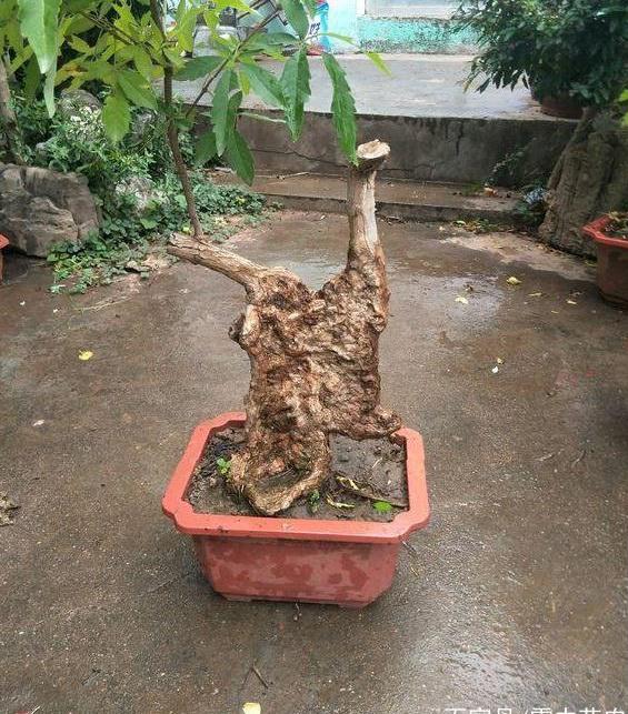 挖掘下山桩的要点和催芽技巧
