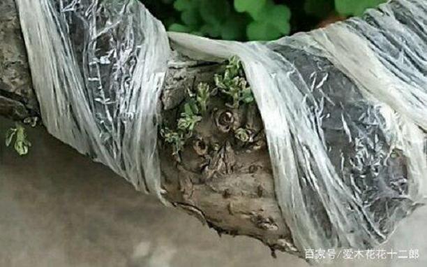 小叶榔榆下山桩回芽后的处理方法
