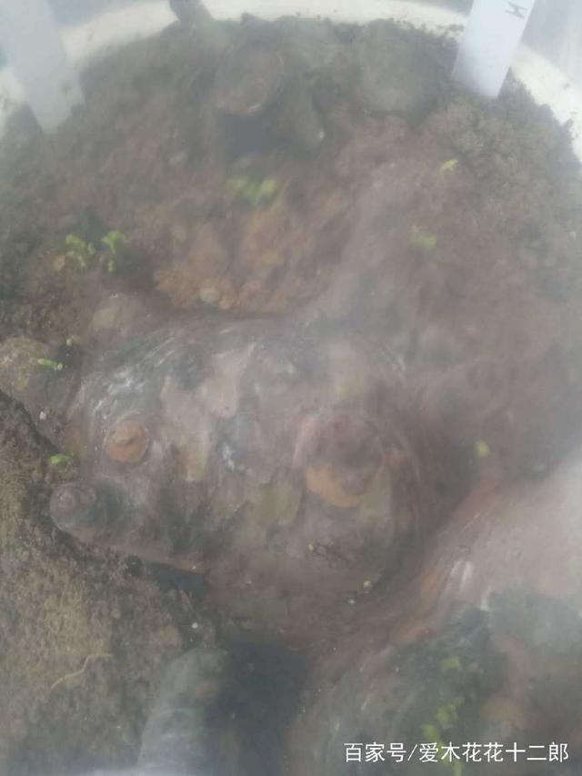 小叶榔榆下山桩回芽后的处理方法