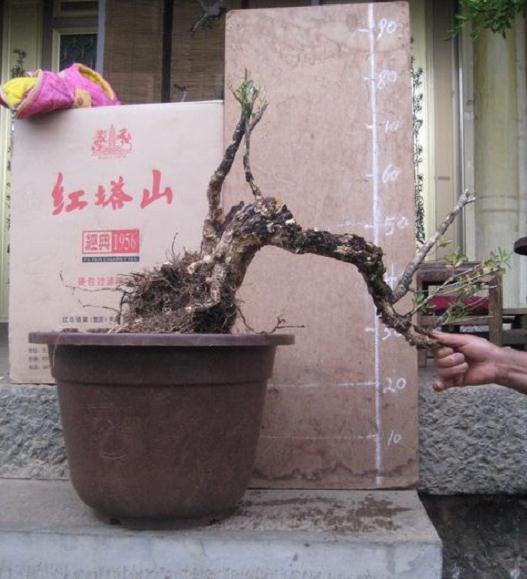 黄杨下山桩如何栽培?如何催芽呢?