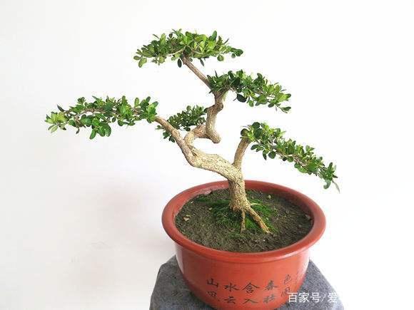 黄杨下山桩如何栽培?如何催芽呢?