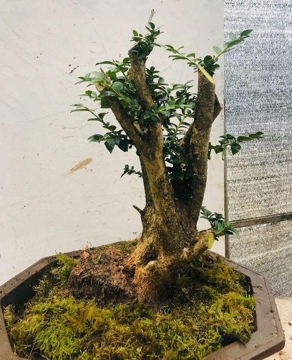 养了一年的黄杨下山桩 已经变成矮霸熟桩啦