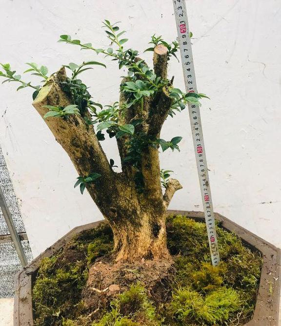 养了一年的黄杨下山桩 已经变成矮霸熟桩啦