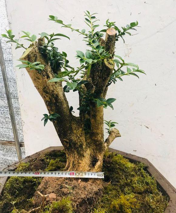 养了一年的黄杨下山桩 已经变成矮霸熟桩啦