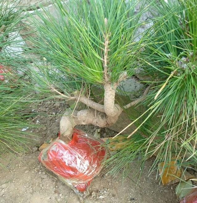 我养护的黑松下山桩全部死亡 用这3招