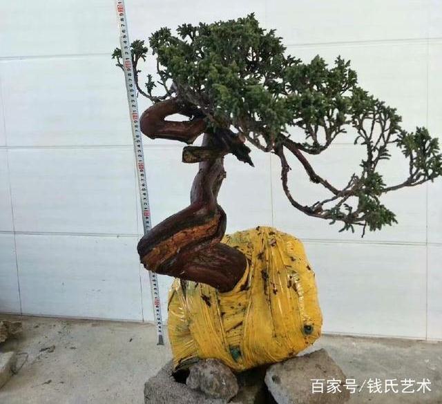 下山桩红皮柏 一般都是预定才挖的