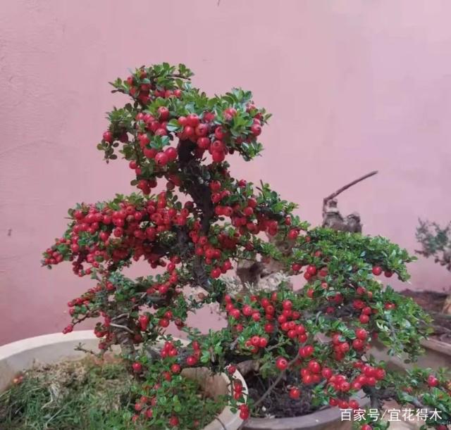 在盆景众多素材里 栒子是容易被忽视的品种