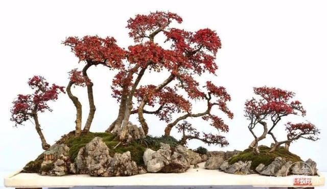 在盆景众多素材里 栒子是容易被忽视的品种