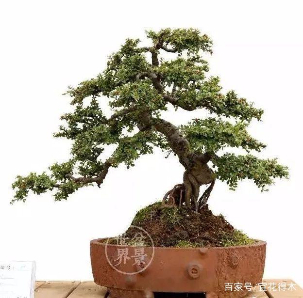 在盆景众多素材里 栒子是容易被忽视的品种