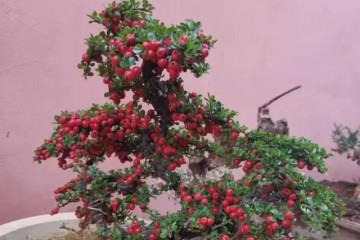 在盆景众多素材里 栒子是容易被忽视的品种