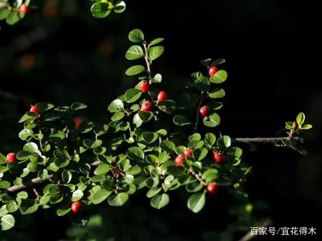 栒子下山桩的成活率极低 尽量选择带土的