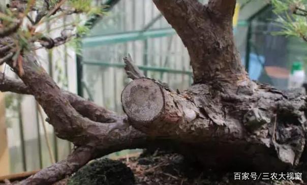 图解 赤松下山桩整型 设计制作全过程