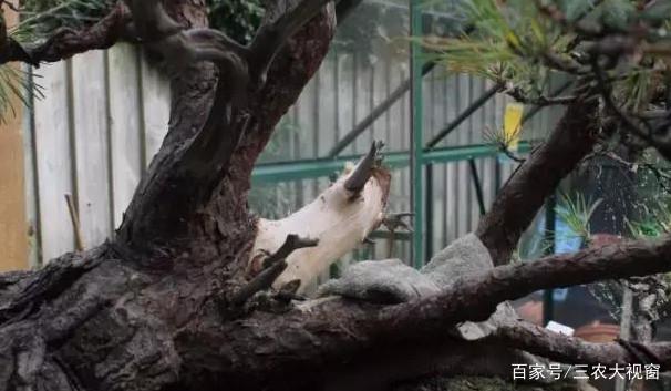 图解 赤松下山桩整型 设计制作全过程