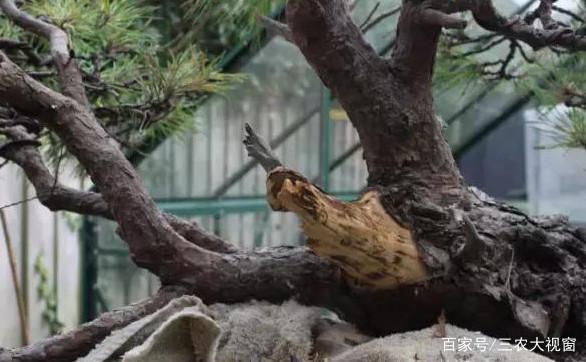 图解 赤松下山桩整型 设计制作全过程