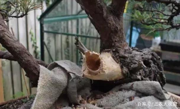 图解 赤松下山桩整型 设计制作全过程