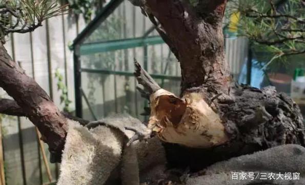 图解 赤松下山桩整型 设计制作全过程