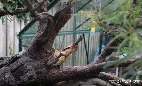 图解 赤松下山桩整型 设计制作全过程