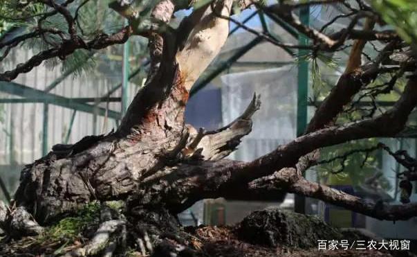 图解 赤松下山桩整型 设计制作全过程