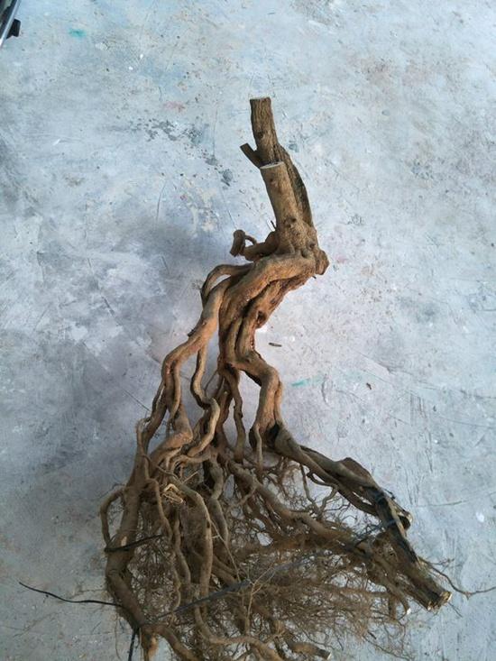 如何把博兰下山桩做成提根式盆景?